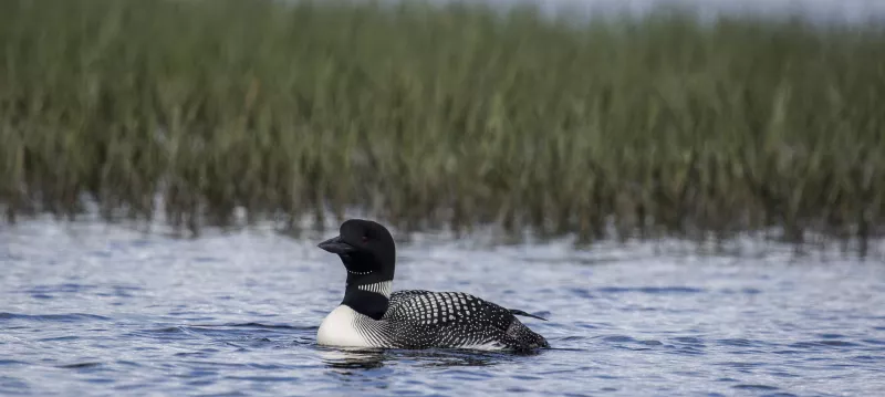 Close up of a black and white spotted loon swimming.