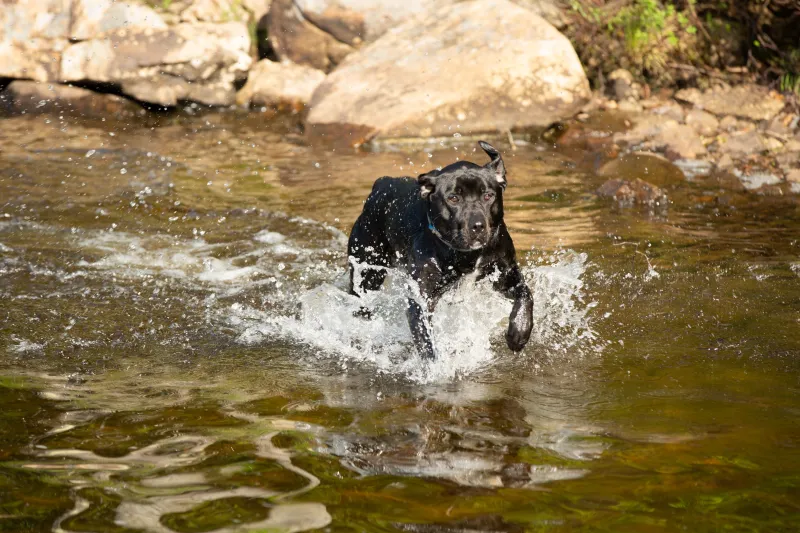 A dog cooling off in the lake.