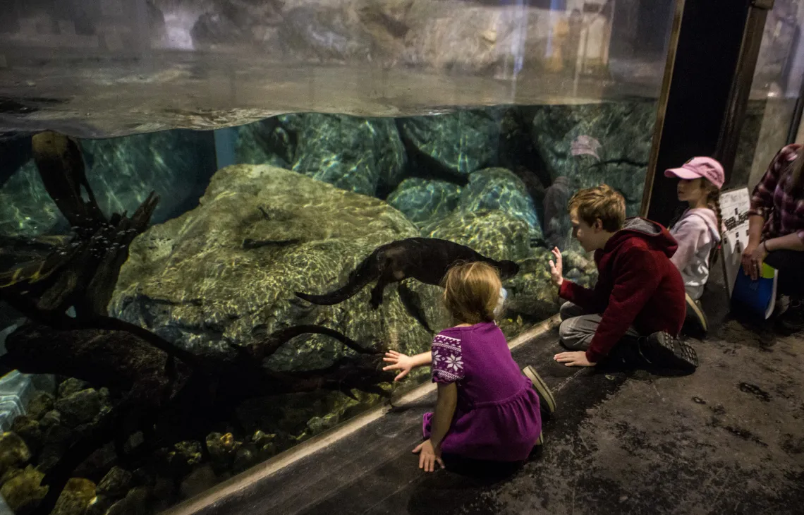 Children watch an otter swim in a display at The Wild Center
