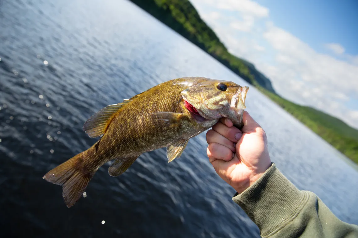 A man's hand holds a bass above the waters of an Adirondack lake with rolling green mountains in the background