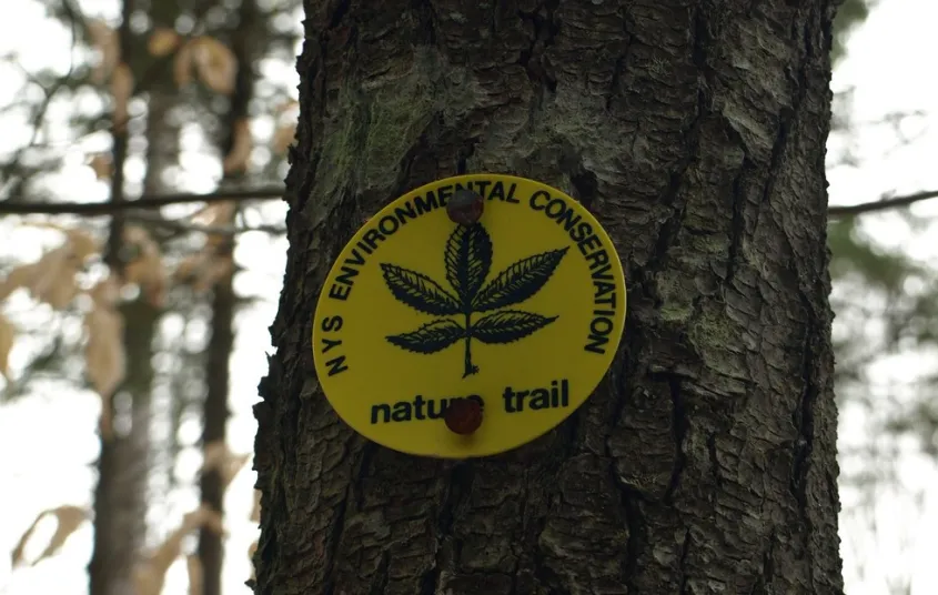 Look for the trail markers to stay on the Fernow Trail.