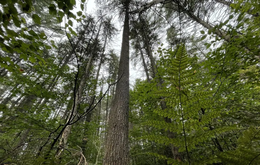 Looking up at tall trees