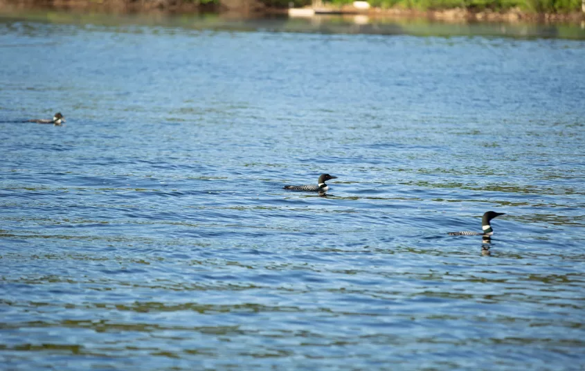 Some of the loons on Tupper Lake.