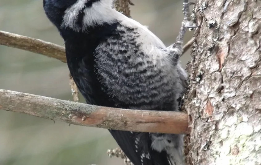 Woodpeckers love Massawepie Mire.