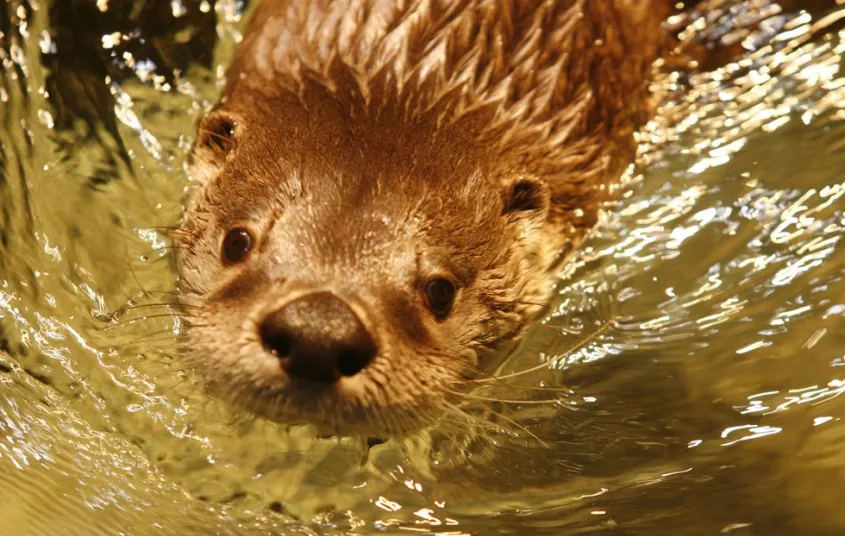 Closeup of one of the live otters swimming at The Wild Center