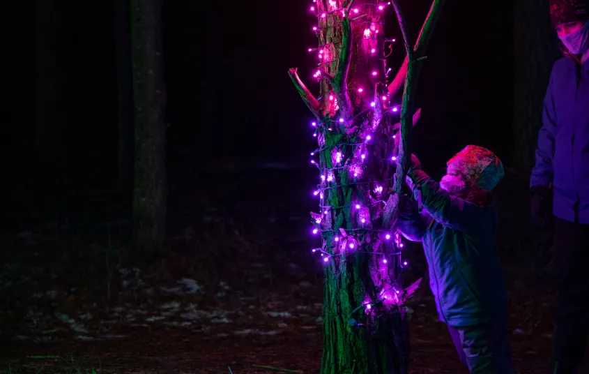 One of the Wild Lights exhibits lights up a tree in pink and purple lights
