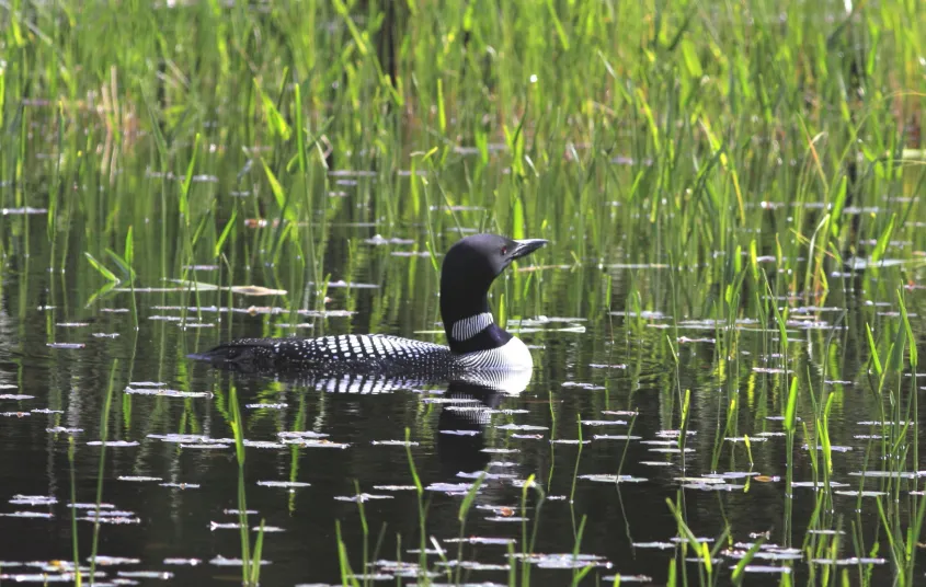 A loon in a marsh