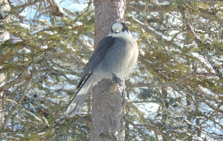 A bird on a branch