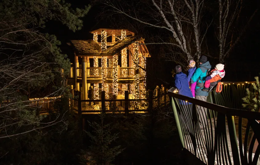  where people walk along the treetops of the Adirondack forest