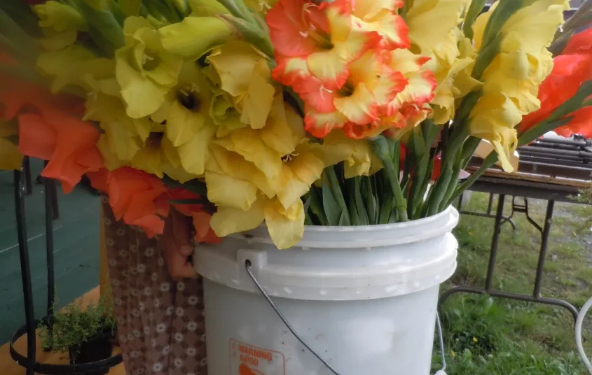 A bucket full of sunset colored flowers