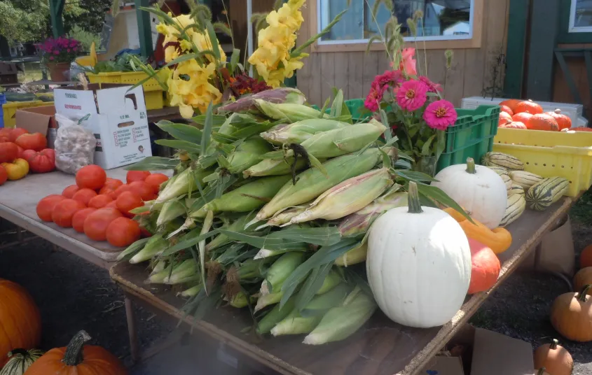 A whole pile of corn on the cob still in their husks.