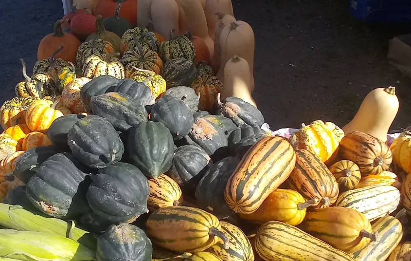 A heaping pile of various squashes