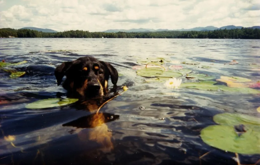 A dog swimming among the lily pads
