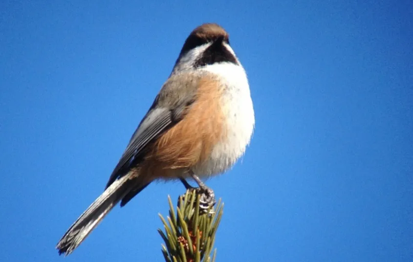 The variety of habitats support many songbirds.
