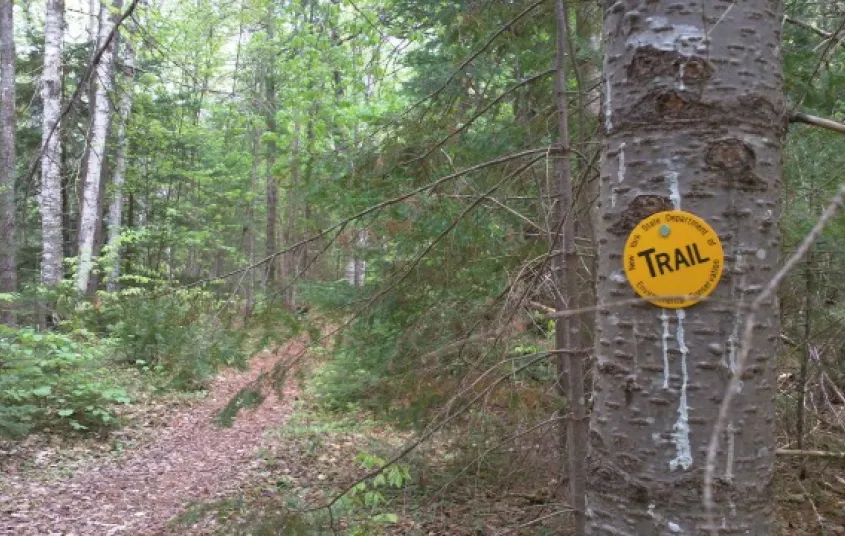 A yellow trail marker on a tree.