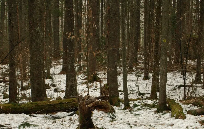 Fernow Trail in winter is a fine beginner ski or showshoe.