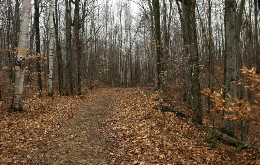 This is a good trail for running