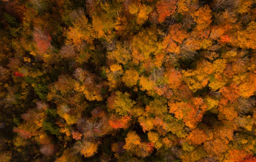 This aerial view of the William C. Whitney Wilderness is stunning.