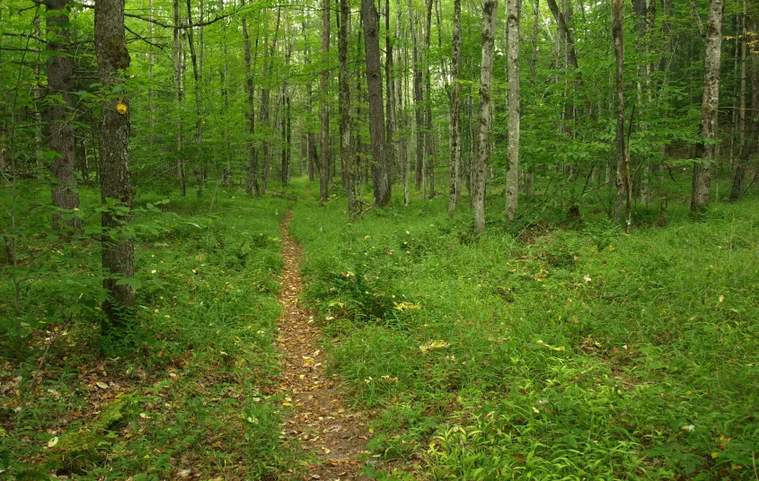 Cranberry 50 trail