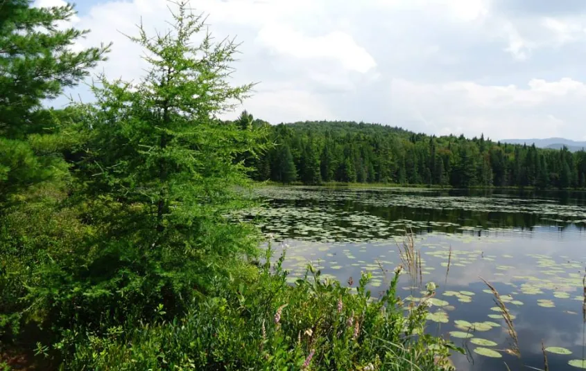 The view of a lily-pad covered pond