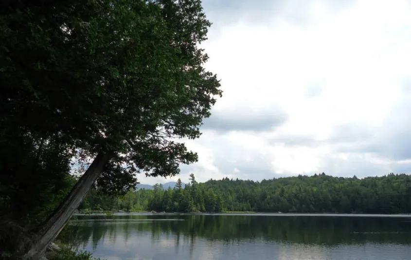 A cedar tree overhanging the pond