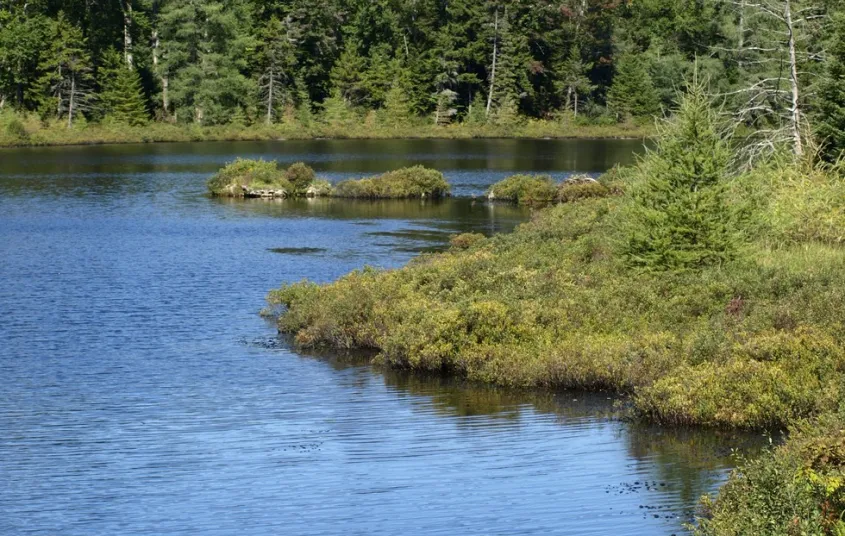 A pond with a shrubby shoreline