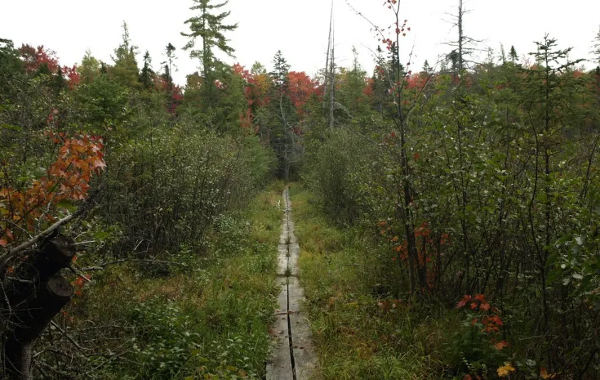 A narrow boardwalk through moss.