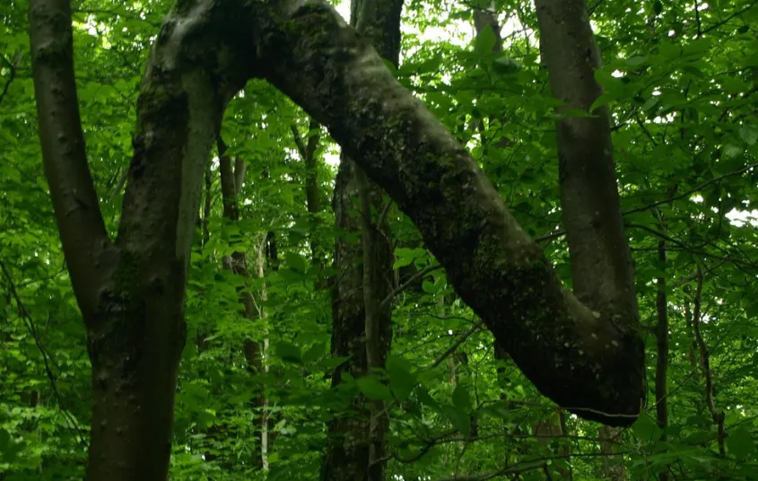 An interesting windy tree