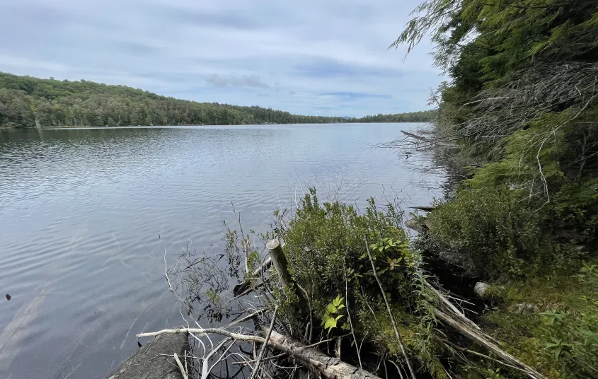 A view of a large pond surrounded by trees