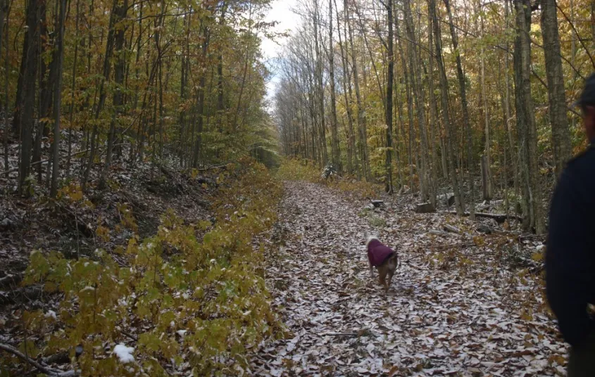 The Sucker Brook Road trail