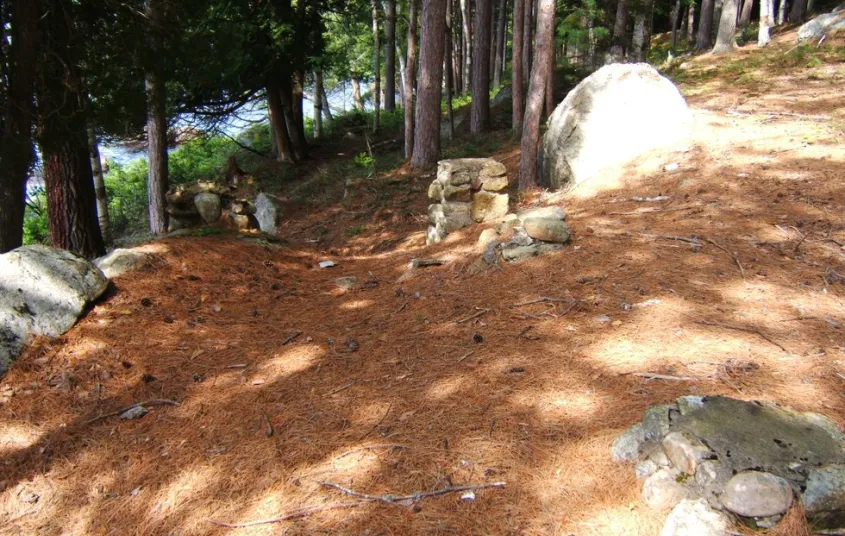  two-plank boardwalk runs through a patch of ferns in the forest