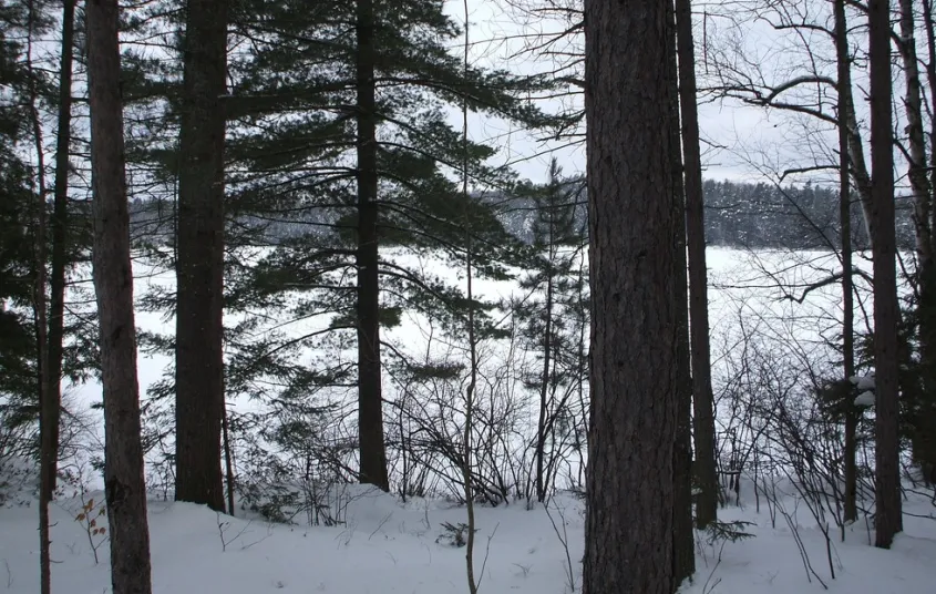 Fish Pond Truck Trail offers wonderful scenery and easy terrain in the winter.