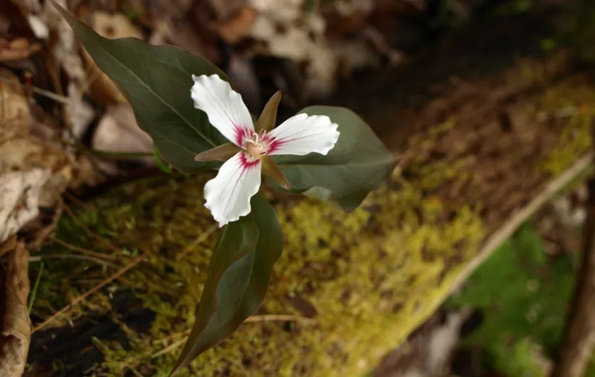 Jamestown Falls is a good place to look for the iconic Adirondack flower