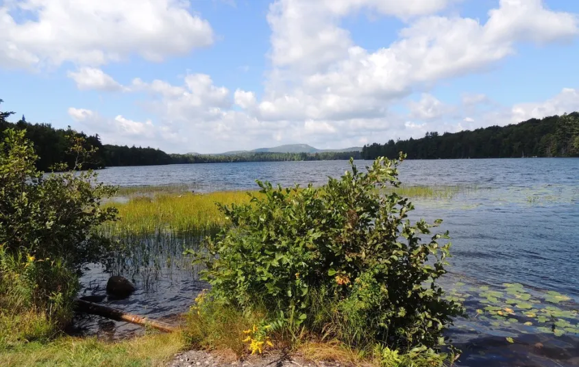 Wetlands and vegetation for good fishing