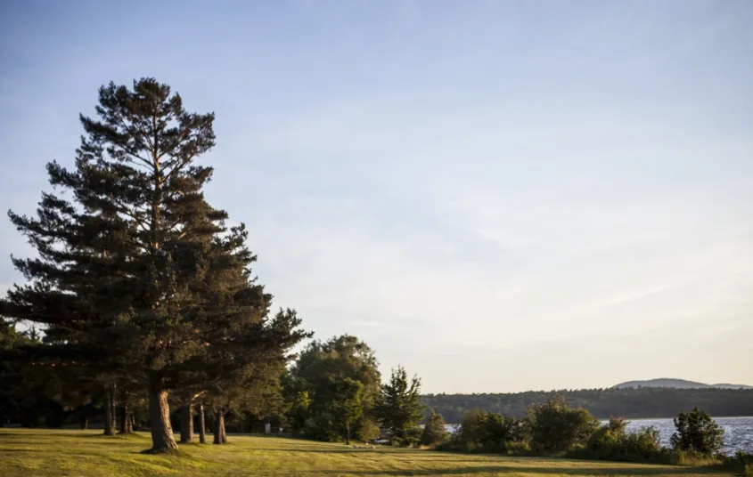 Sunset at a park with large pine trees