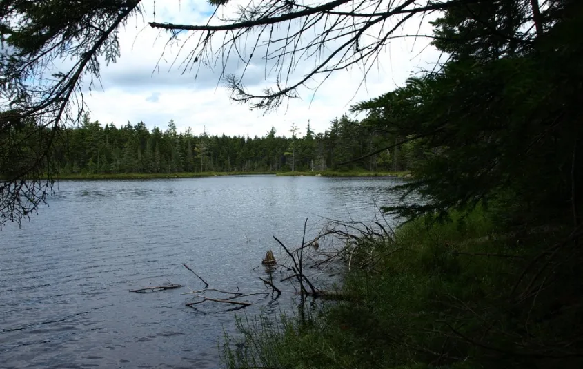 A dark view of a small pond
