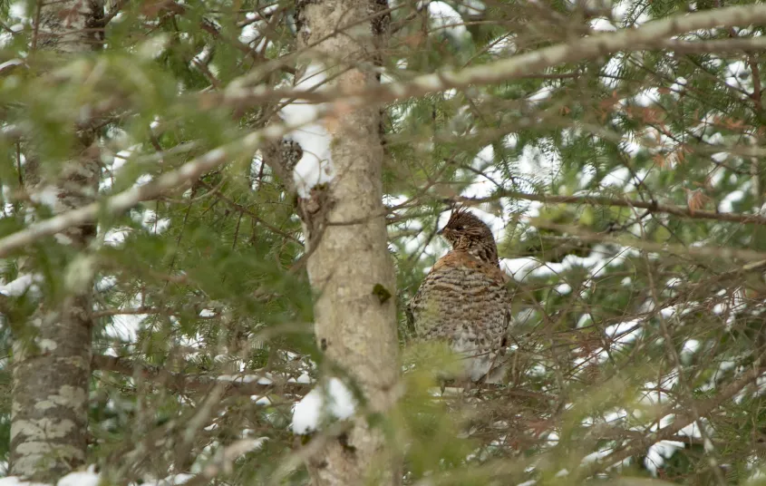 A bird in a tree