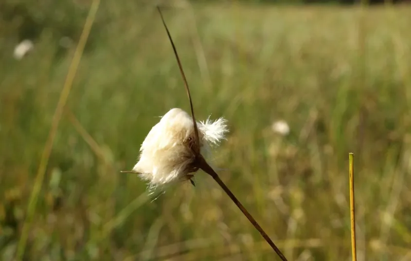 Flowers from the wetlands around Catamount Pond.