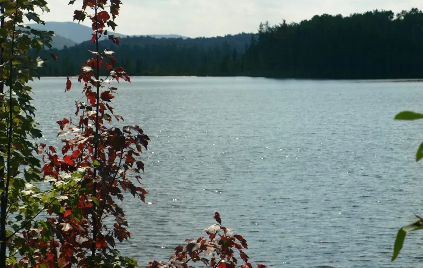 A pond through the trees