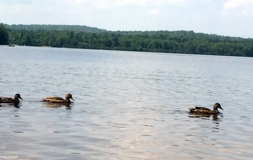 A group of ducks in the water