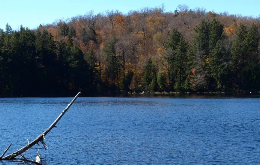 A pond with trees without their leaves surrounding.