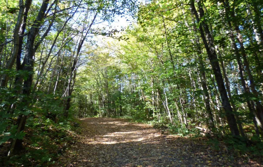 A dirt and gravel road through the woods