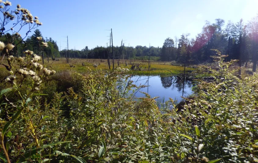 A bog surrounded by vegetation