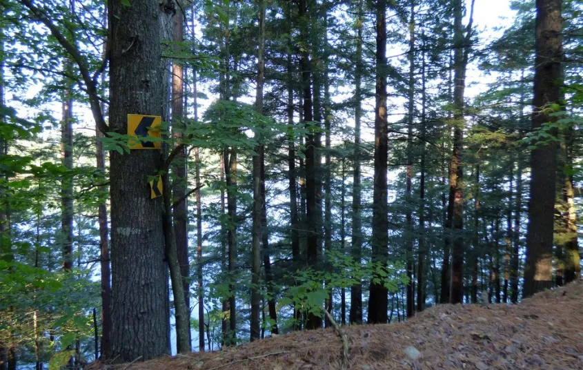 A pond seen through trees