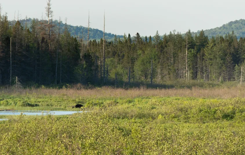 Lake Lila had beautiful views and wonderful wildlife