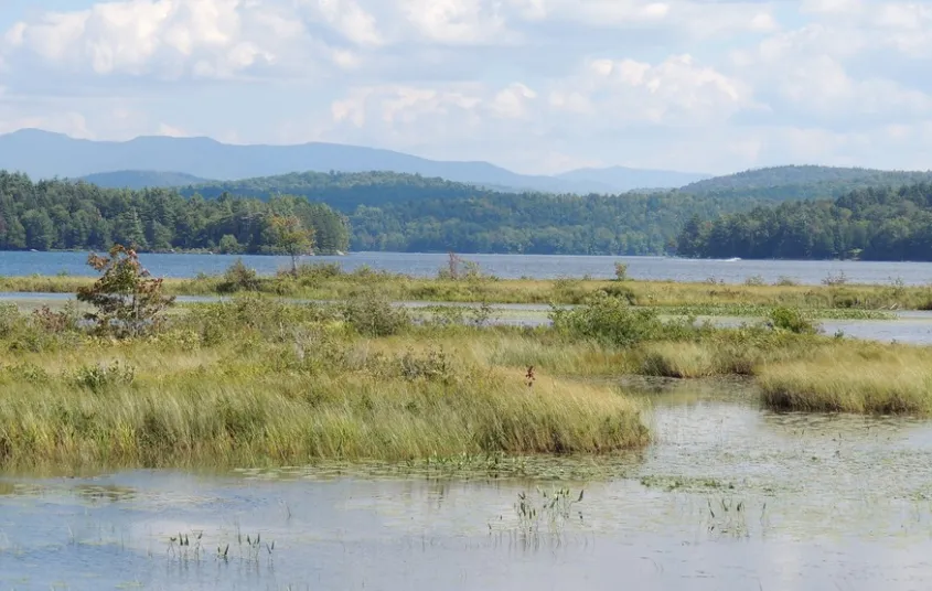 A marshy area of Simon Pond.