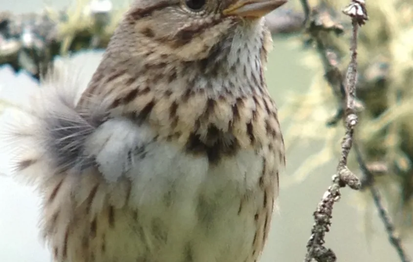 Birders will find many habitats including bog