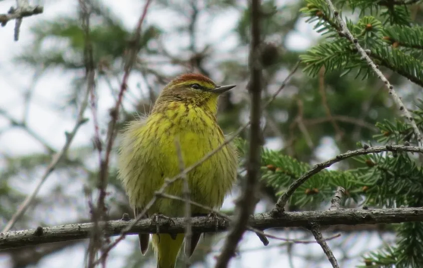 and diverse birding location.