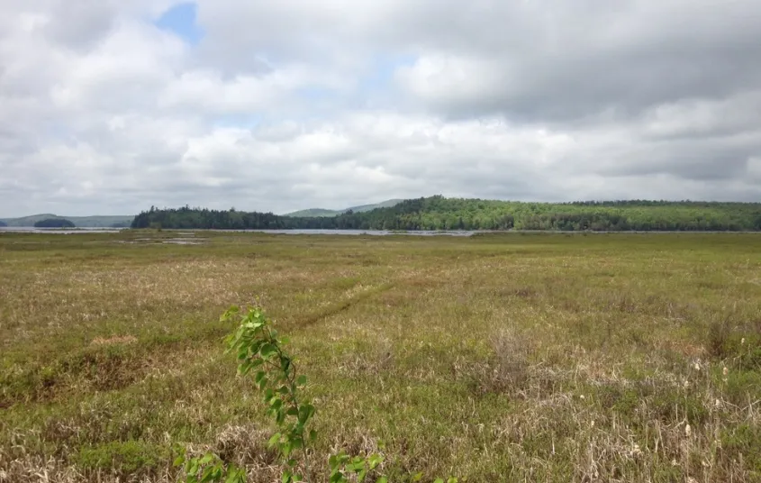 The wetlands between Simon Pond and Tupper Lake are home to many birds.
