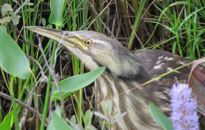 Wetlands support Adirondack wildlife.